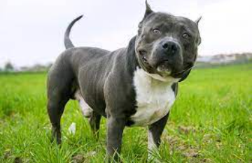 Cachorro American Bully