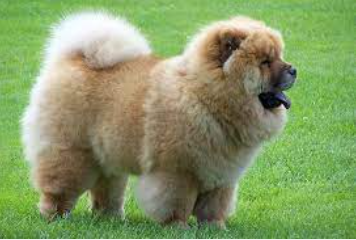 Cachorro Chow Chow