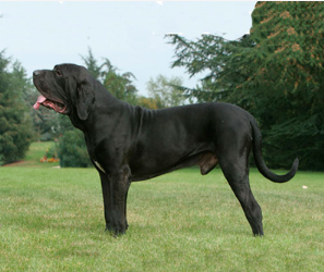 Cachorro Fila Brasileiro
