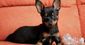 Cachorro Pinscher preto e marrom em sofá laranja