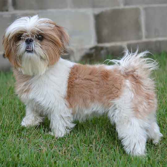 Shih Tzu - qual a melhor ração