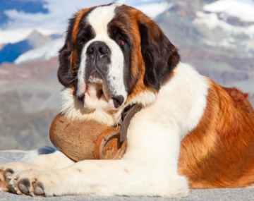 Cachorro São Bernardo