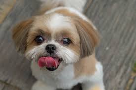 Cachorro Raça Shih Tzu, O que comer além da ração?