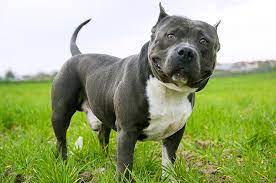 Cachorro Raça American Bully