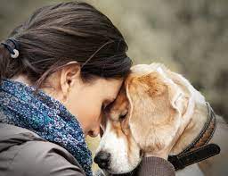 Petlove plano pet Petlove plano pet