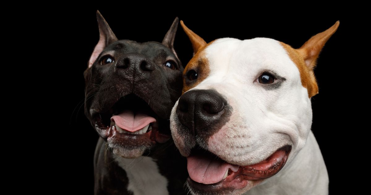 rações para cachorro adulto