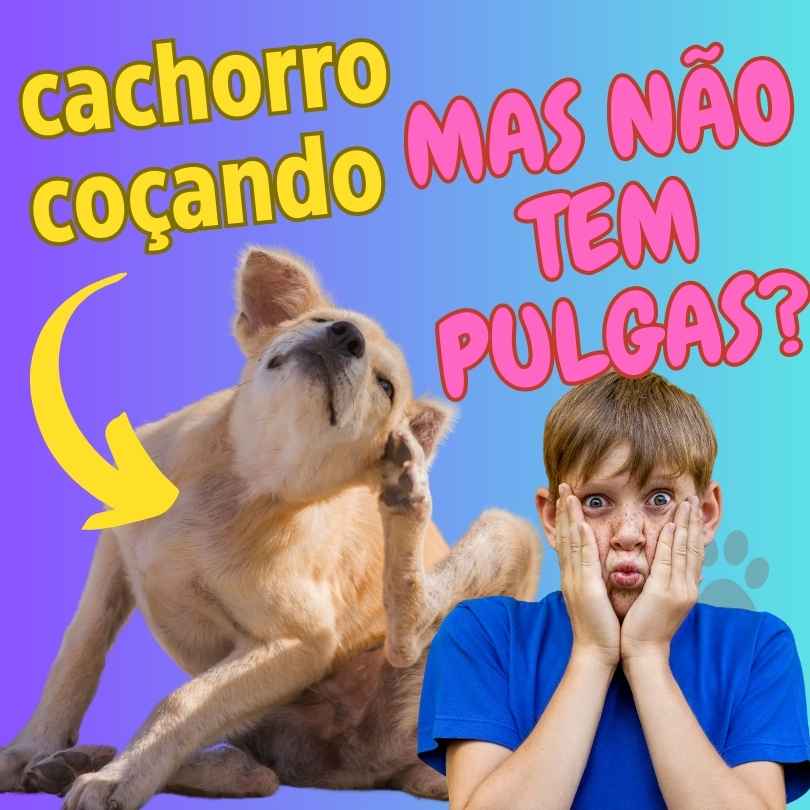 Cachorro Coçando Muito! Mas não tem pulga, o que fazer?