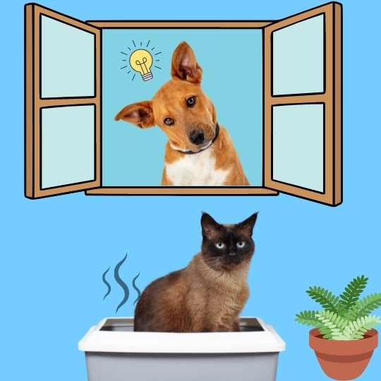 Por que o cachorro come fezes de gato?