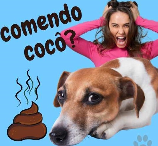 Meu cachorro tá comendo cocô! O que faço?