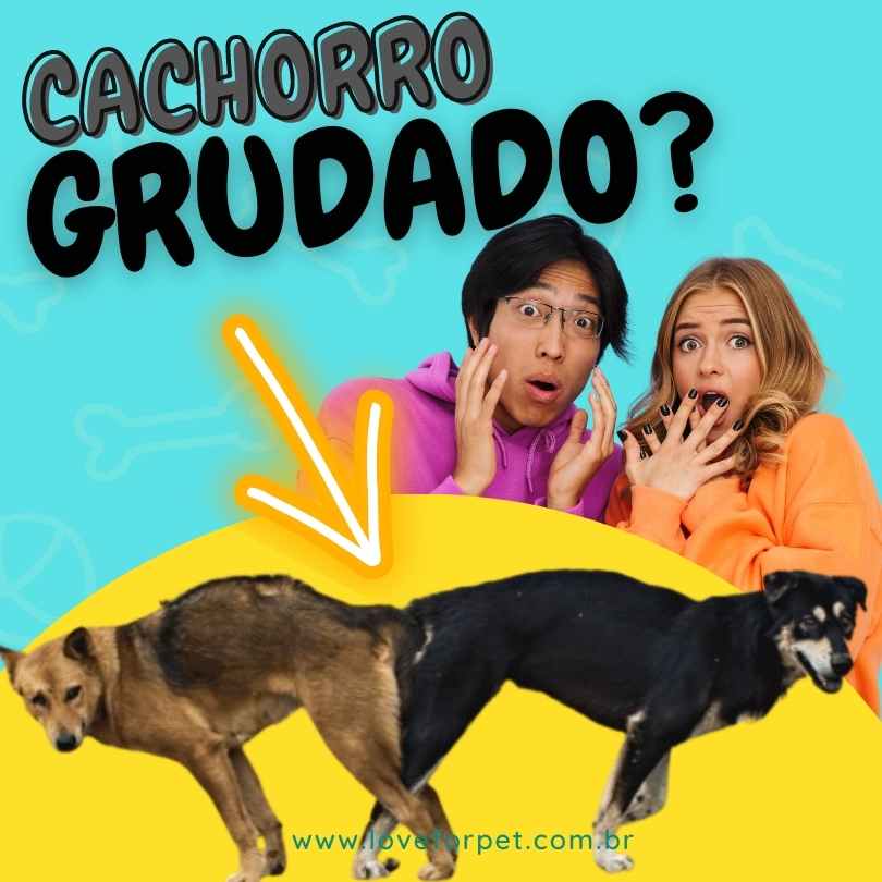 Cachorro Grudado ao cruzar! Posso separar? O que fazer?