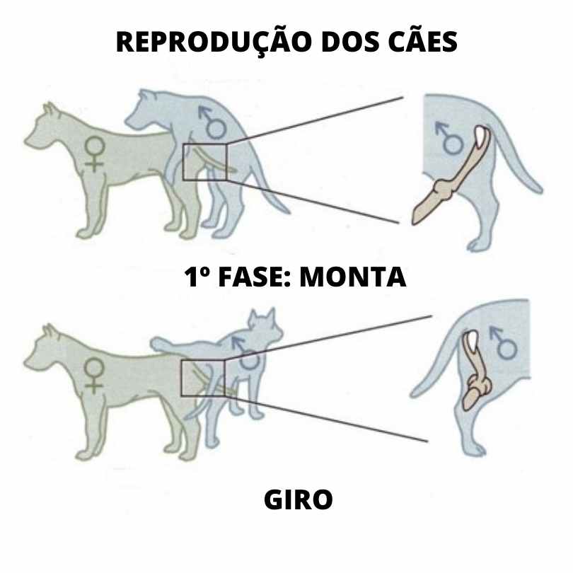 Reprodução de cães: 1ª fase, Monta e Giro