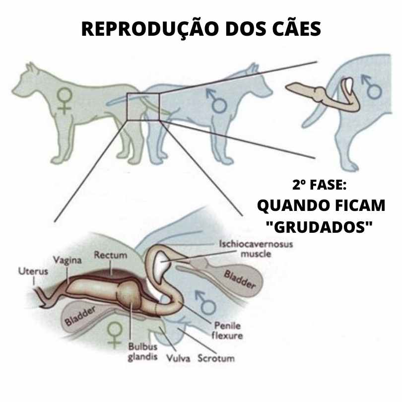 Reprodução de cães: 2ª fase, quando ficam Grudados