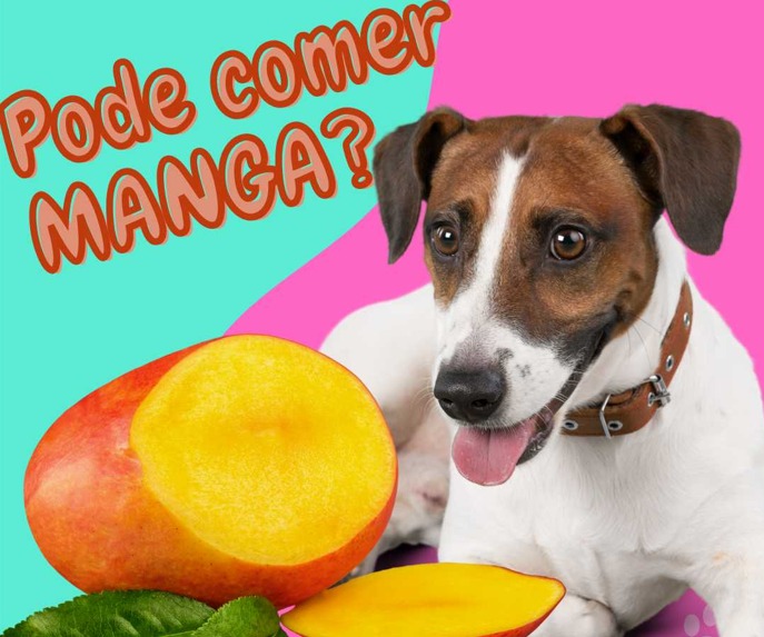 Cachorro pode comer manga?