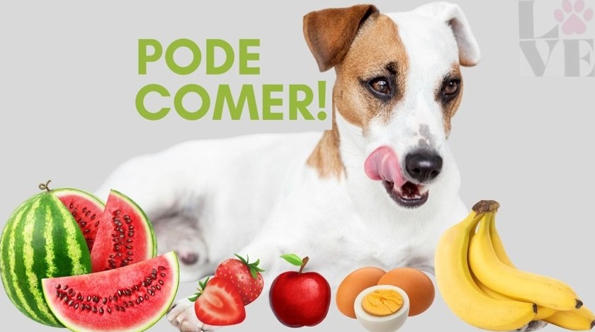 O que cachorro pode comer além da ração?