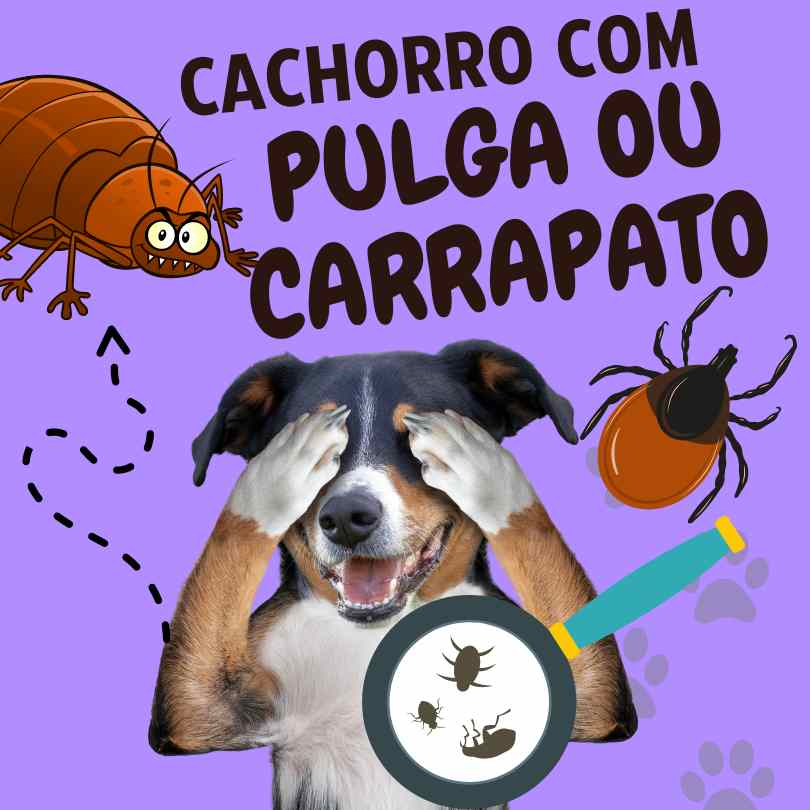 Pulga e Carrapato em Cachorro! remédios seguros e eficazes