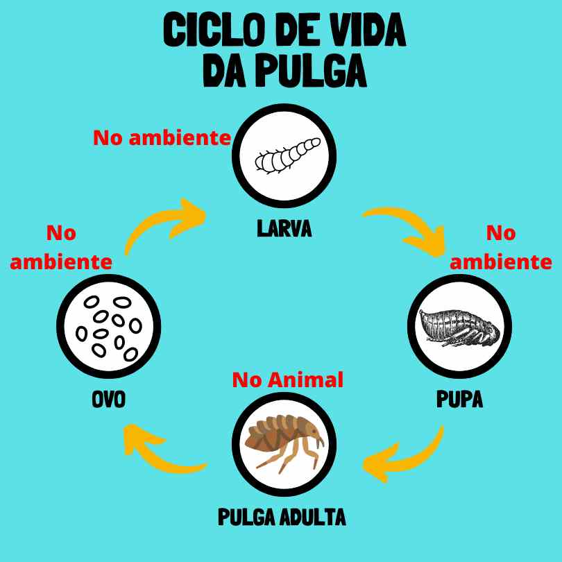 ciclo de vida das pulgas