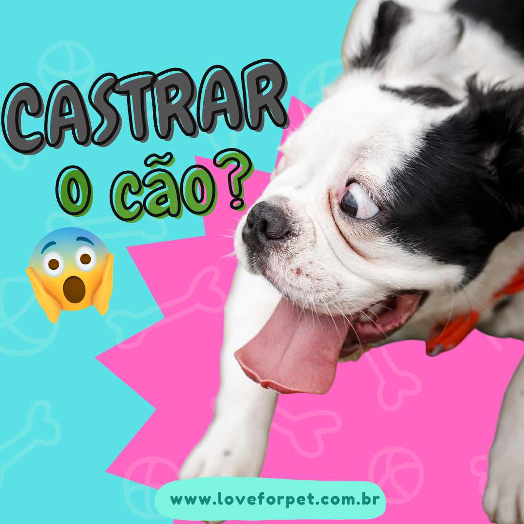 Castração de cachorro! Dúvidas e Cuidados!