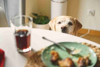Comida caseira para cachorro é a sobra da comida humana?