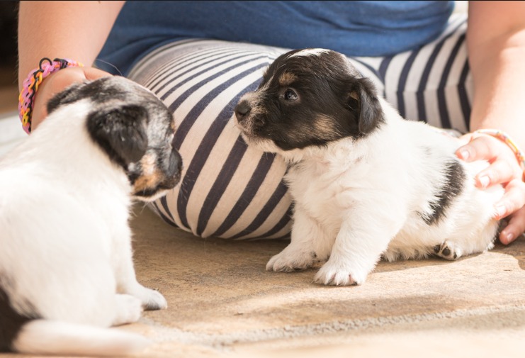 Qual a melhor ração para cachorro filhote?