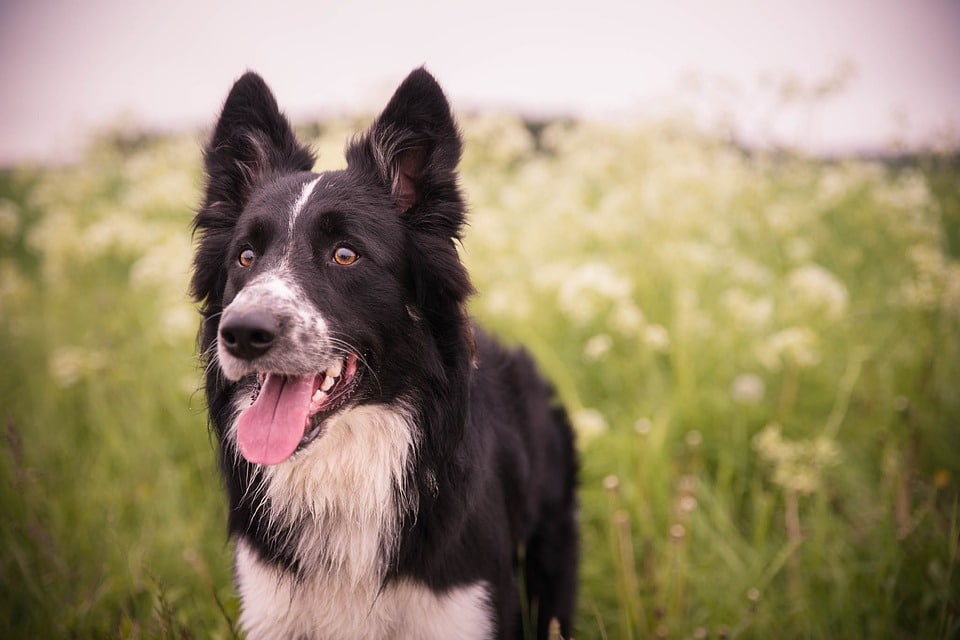 Cachorro Raça Border Collie