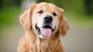 personalidade e saúde do cachorro golden retriever