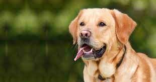 Plano de Saúde Cachorro Labrador