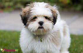 Cachorro Raça Lhasa Apso