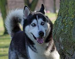 personalidade e saúde do cachorro lobo