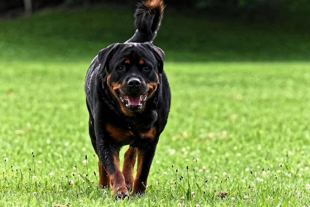 personalidade e saúde do cachorro rottweiler