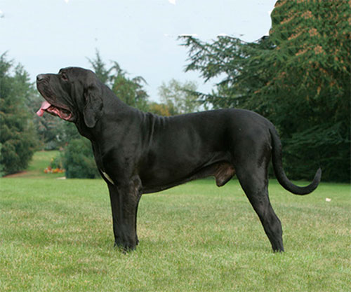 Cachorro Raça Fila Brasileiro! Personalidade, Preço e Saúde!