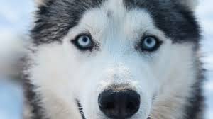 personalidade e saúde do cachorro husky siberiano