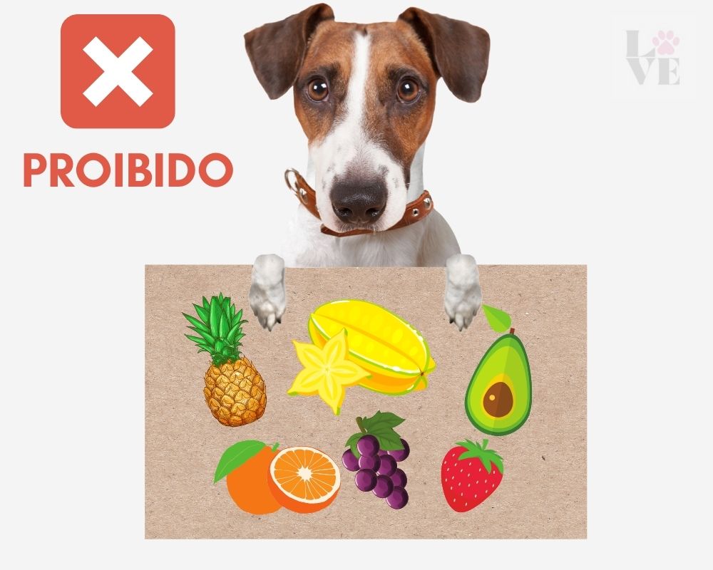 Frutas que cachorro não pode comer