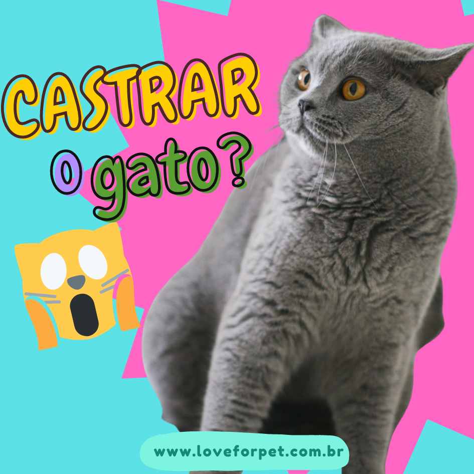 Castração de gato! Dúvidas e Cuidados!