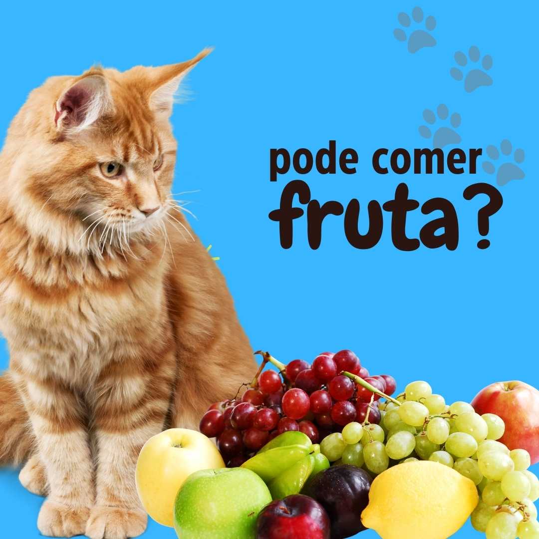 Qual fruta gato pode comer?