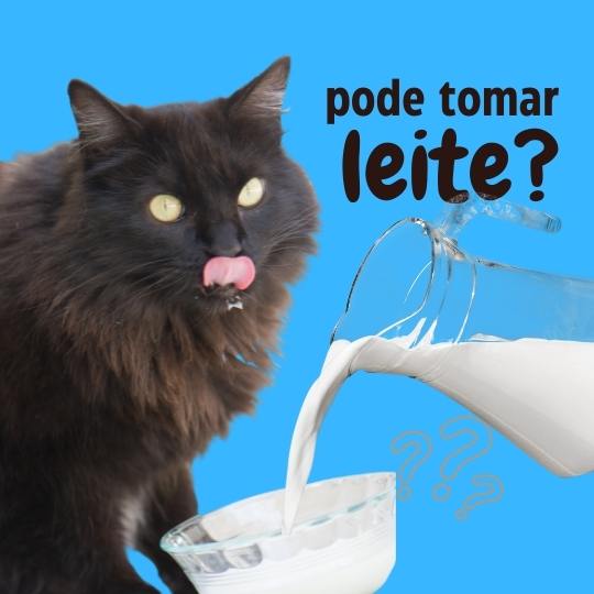 O gato pode tomar leite?