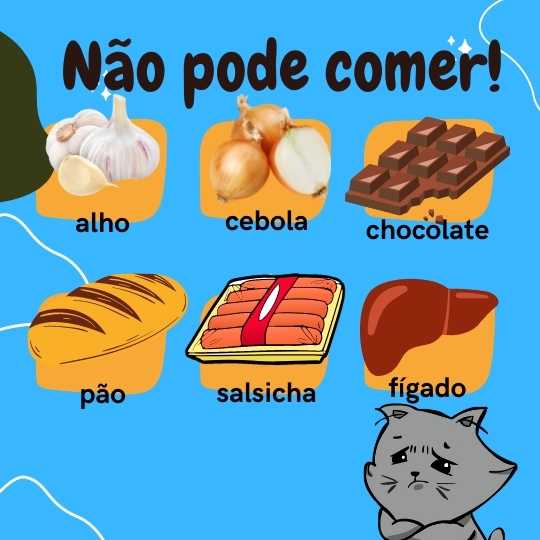 Outros alimentos gato pode ou não pode comer!