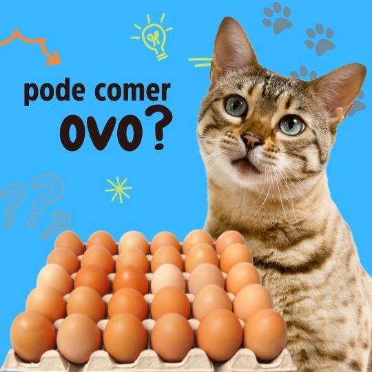 Gato pode comer ovo?