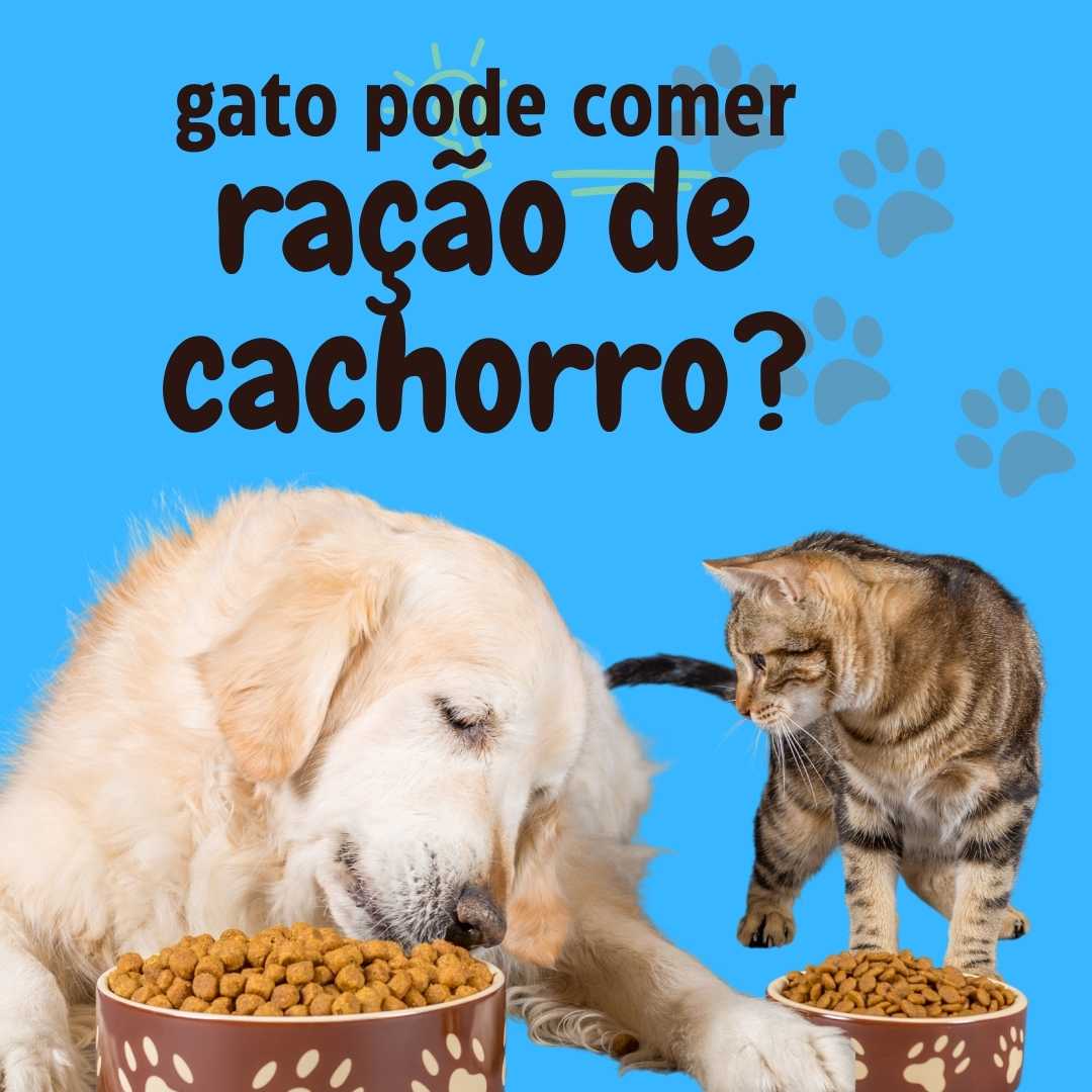 Gato pode comer ração de cachorro?