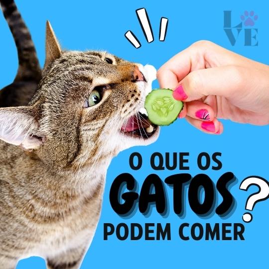 O que o gato pode comer além da ração?