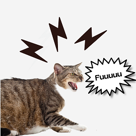 Meu gato está miando bravo, o que fazer?