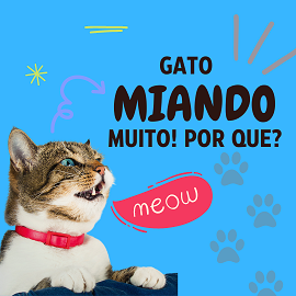 Um gato miando muito a noite, o que será?