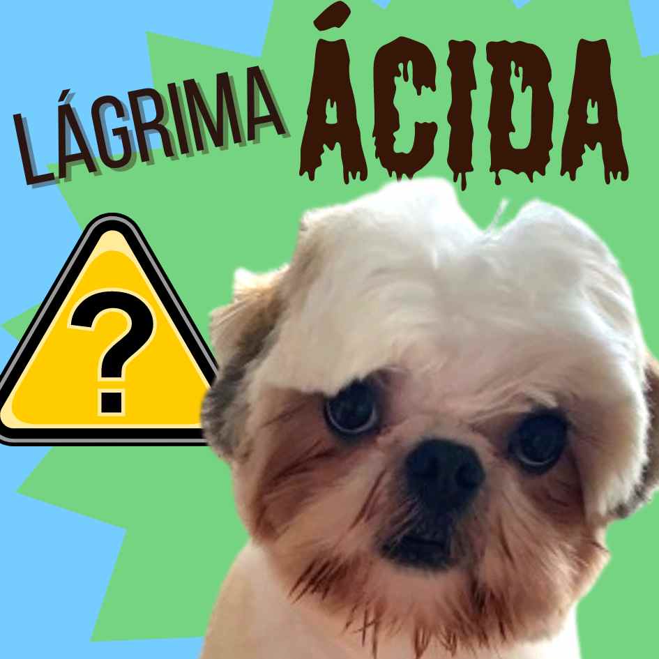 Como tratar a lágrima ácida em cães?