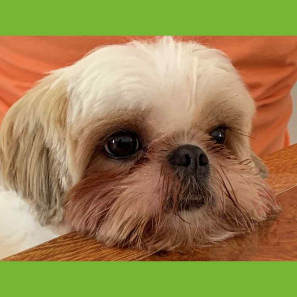 Lágrima ácida em Shih Tzu