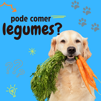 Legumes e verduras que os cachorros podem comer