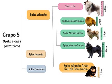 Qual a diferença entre Lulu da Pomerânia, Lulu da Pomerânia Anão/Mini e Spitz Alemão?