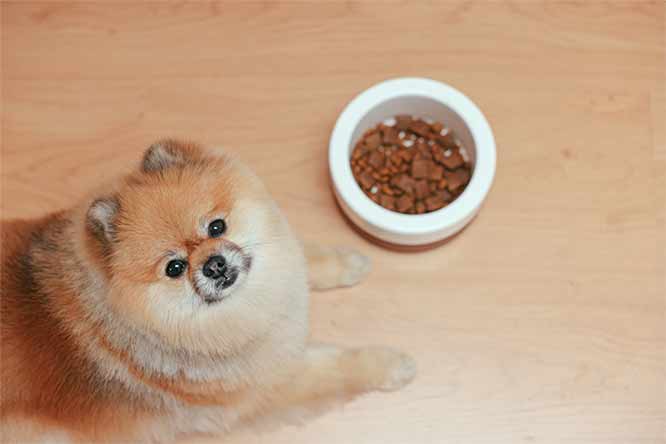 Cachorro Raça Lulu da Pomerânia / Spitz - Melhor Ração!