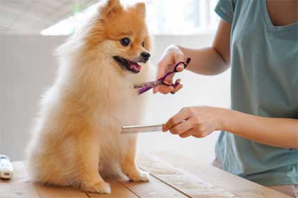 Pode tosar um cachorro Lulu da Pomerânia ou Spitz Alemão mini?