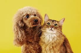 Desconto para múltiplos pets no plano de saúde para cachorro beagle 