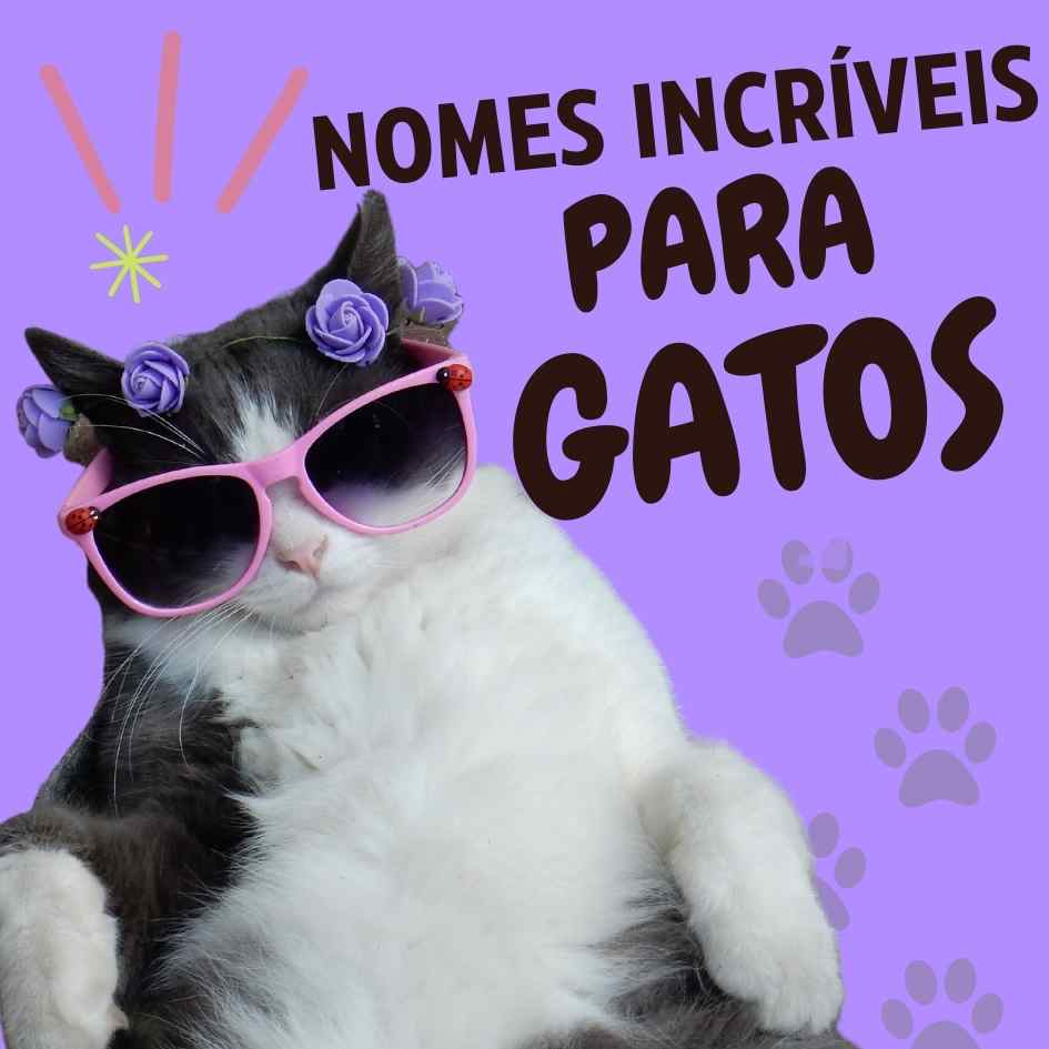 Nomes para Gatos! Ideias criativas para o seu felino!