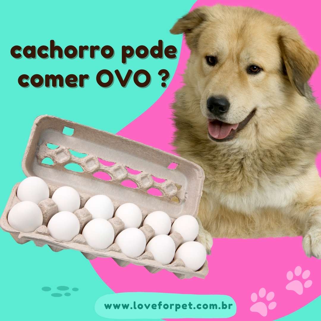 Cachorro pode comer ovo?